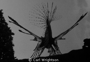 Found this Lion Fish having a stretch under the shallower... by Carl Wrightson 
